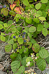 KA_100725_7178 / Rubus caesius / Blåbringebær