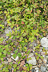 KA_100725_7179 / Rubus caesius / Blåbringebær