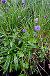 KA_100805_6523 / Succisa pratensis / Blåknapp