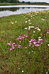 KA_100806_4726 / Centaurium littorale / Tusengylden