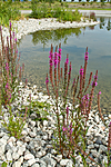 KA_100809_4760 / Lythrum salicaria / Kattehale