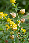 KA_100809_4773 / Trifolium aureum / Gullkløver