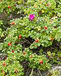 KA_100810_4817 / Rosa rugosa / Rynkerose