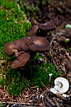 KA_100814_6571 / Lactarius lignyotus / Sotriske