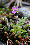 KA_100818_5655 / Erodium cicutarium / Tranehals
