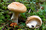 KA_100818_5680 / Hydnum rufescens / Rødgul piggsopp