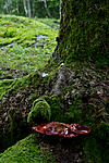 KA_100819_5714 / Fistulina hepatica / Oksetungesopp