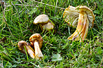 KA_100823_5425 / Hygrocybe citrinovirens / Grønngul vokssopp