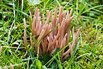 KA_100826_5253 / Clavaria fumosa / Røykkøllesopp