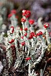 KA_100901_5545 / Cladonia bellidiflora / Blomsterlav