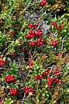 KA_100901_5548 / Vaccinium vitis-idaea / Tyttebær