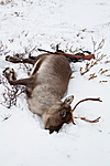 KA_100925_7674 / Rangifer tarandus / Rein