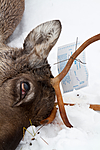 KA_100925_7682 / Rangifer tarandus / Rein