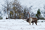 KA_100925_7702 / Rangifer tarandus / Rein