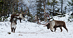 KA_100925_7703 / Rangifer tarandus / Rein