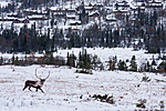 KA_100925_7724 / Rangifer tarandus / Rein