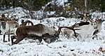 KA_100925_7727 / Rangifer tarandus / Rein