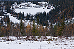 KA_100925_7740 / Rangifer tarandus / Rein