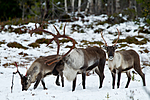 KA_100925_7745 / Rangifer tarandus / Rein