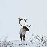 KA_100925_7776 / Rangifer tarandus / Rein