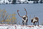 KA_100925_7799 / Rangifer tarandus / Rein