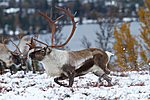 KA_100925_7810 / Rangifer tarandus / Rein