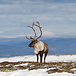 KA_100926_7833 / Rangifer tarandus / Rein