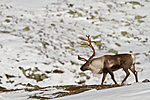 KA_100926_7839 / Rangifer tarandus / Rein