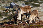 KA_100926_7859 / Rangifer tarandus / Rein