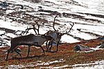 KA_100926_7871 / Rangifer tarandus / Rein