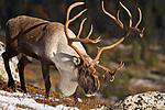 KA_100926_7898 / Rangifer tarandus / Rein