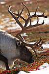 KA_100926_7909 / Rangifer tarandus / Rein