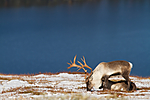 KA_100926_7929 / Rangifer tarandus / Rein