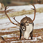 KA_100926_7932 / Rangifer tarandus / Rein