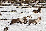 KA_100926_7939 / Rangifer tarandus / Rein