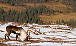 KA_100926_7942 / Rangifer tarandus / Rein