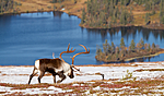 KA_100926_7943 / Rangifer tarandus / Rein