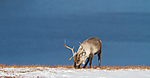 KA_100926_7949 / Rangifer tarandus / Rein
