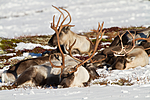 KA_100926_7954 / Rangifer tarandus / Rein