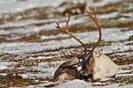 KA_100926_7964 / Rangifer tarandus / Rein