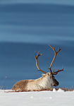 KA_100926_7975 / Rangifer tarandus / Rein