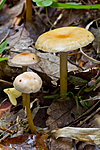 KA_101001_6466 / Hygrocybe glutinipes / Limvokssopp <br /> Hygrocybe laeta / Seig vokssopp