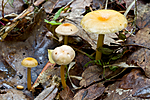 KA_101001_6468 / Hygrocybe laeta / Seig vokssopp