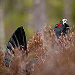 KA_110417_1428 / Tetrao urogallus / Storfugl