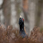 KA_110417_1435 / Tetrao urogallus / Storfugl