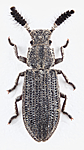 KA_110418_clavicornis / Orthocerus clavicornis