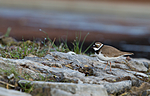 KA_110514_2328 / Charadrius dubius / Dverglo