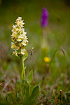 KA_110524_2670 / Dactylorhiza sambucina / Søstermarihand