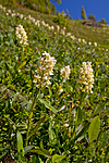 KA_110525_2702 / Dactylorhiza sambucina / Søstermarihand