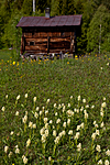 KA_110525_2731 / Dactylorhiza sambucina / Søstermarihand